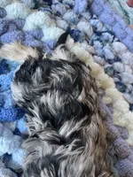 Puppy One, a female Miniature Schnauzer for sale in Grand Junction, CO – 3 of 7