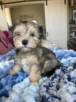 Puppy Two, a female Miniature Schnauzer for sale in Grand Junction, CO – 2 of 7