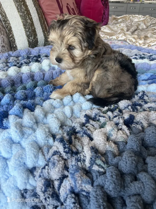 Puppy Two – Miniature Schnauzer puppy for sale in Grand Junction, CO