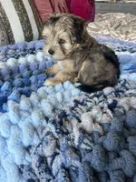 Puppy Two, a female Miniature Schnauzer for sale in Grand Junction, CO – 1 of 7