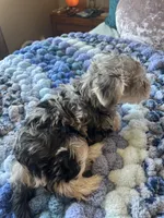 Puppy One, a female Miniature Schnauzer for sale in Grand Junction, CO – 5 of 7