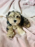 Miniature Schnauzer Female, a female Miniature Schnauzer for sale in Grand Junction, CO – 8 of 10