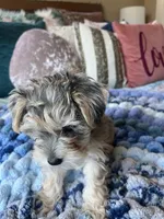 Puppy Four , a female Miniature Schnauzer for sale in Grand Junction, CO – 5 of 7