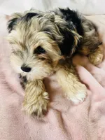 Miniature Schnauzer Female, a female Miniature Schnauzer for sale in Grand Junction, CO – 3 of 10