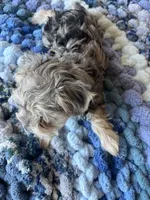 Puppy One, a female Miniature Schnauzer for sale in Grand Junction, CO – 2 of 7