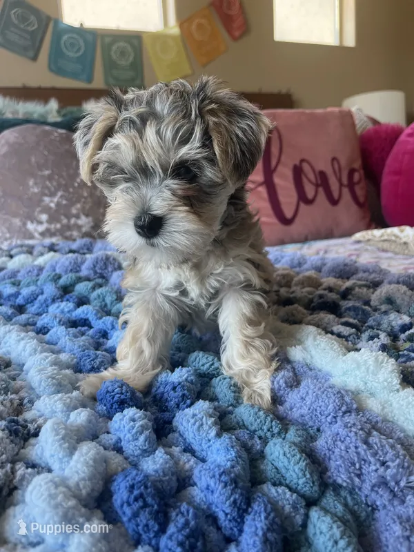 Puppy Four  – Miniature Schnauzer puppy for sale in Grand Junction, CO
