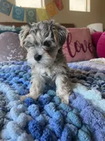 Puppy Four , a female Miniature Schnauzer for sale in Grand Junction, CO – 1 of 7