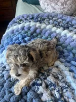 Puppy Four , a female Miniature Schnauzer for sale in Grand Junction, CO – 3 of 7