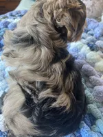 Puppy Two, a female Miniature Schnauzer for sale in Grand Junction, CO – 5 of 7