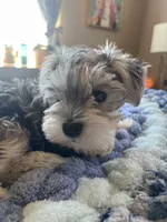 Puppy One, a female Miniature Schnauzer for sale in Grand Junction, CO – 6 of 7