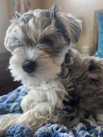 Puppy Four , a female Miniature Schnauzer for sale in Grand Junction, CO – 2 of 7