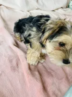 Miniature Schnauzer Female, a female Miniature Schnauzer for sale in Grand Junction, CO – 10 of 10