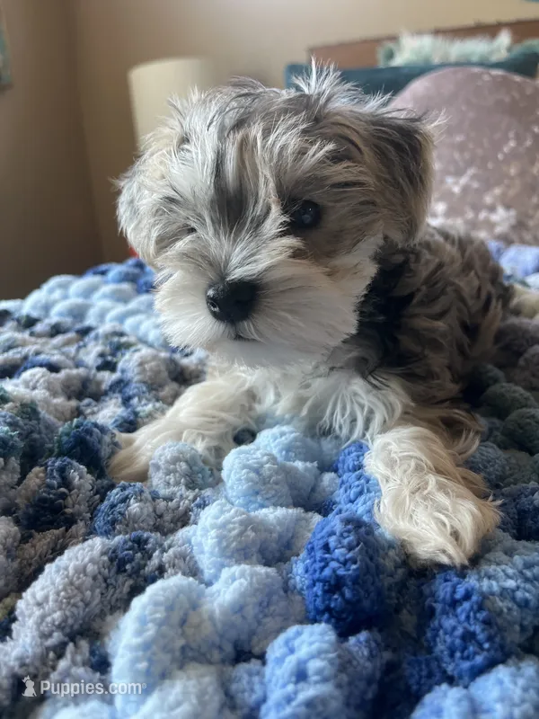 Puppy One – Miniature Schnauzer puppy for sale in Grand Junction, CO