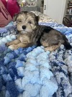 Puppy Two, a female Miniature Schnauzer for sale in Grand Junction, CO – 7 of 7