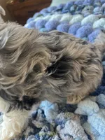 Puppy Four , a female Miniature Schnauzer for sale in Grand Junction, CO – 4 of 7