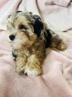Miniature Schnauzer Female, a female Miniature Schnauzer for sale in Grand Junction, CO – 5 of 10