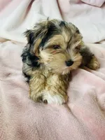 Miniature Schnauzer Female, a female Miniature Schnauzer for sale in Grand Junction, CO – 2 of 10