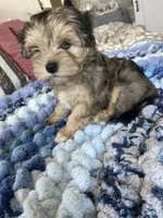 Puppy Two, a female Miniature Schnauzer for sale in Grand Junction, CO – 3 of 7