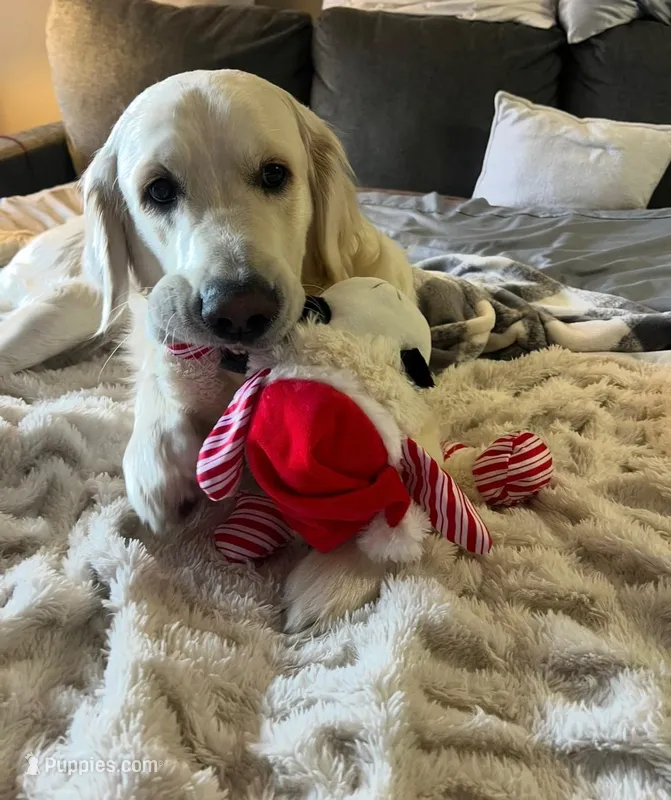 English Cream Golden Retriever  – English Cream Golden Retriever puppy for sale in Salt Lake City, UT