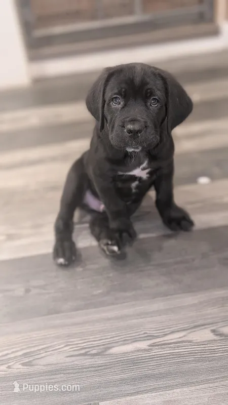 N/A – Cane Corso puppy for sale in Danville, IL