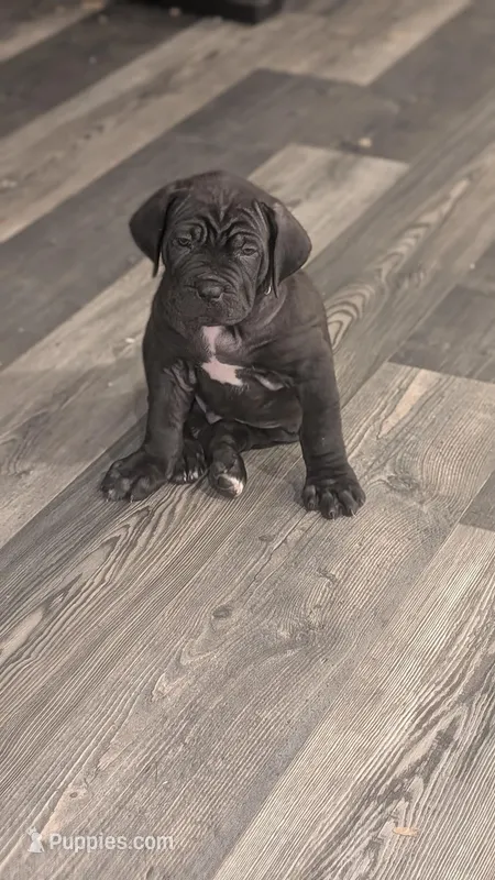 N/A – Cane Corso puppy for sale in Danville, IL
