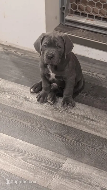 N/A – Cane Corso puppy for sale in Danville, IL