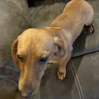 Chilie B&T AKC, a male Dachshund for sale in Howell, NJ – Photo 2 of 2