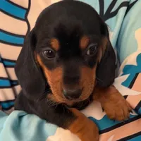Chilie B&T AKC, a male Dachshund for sale in Howell, NJ – Photo 1 of 2