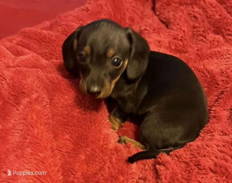 Chocalote – Miniature Dachshund puppy for sale in Howell, NJ
