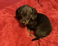 Chocalote, a male Miniature Dachshund for sale in Howell, NJ – Photo 1 of 3