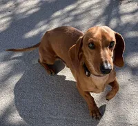 Chocalote, a male Miniature Dachshund for sale in Howell, NJ – Photo 3 of 3