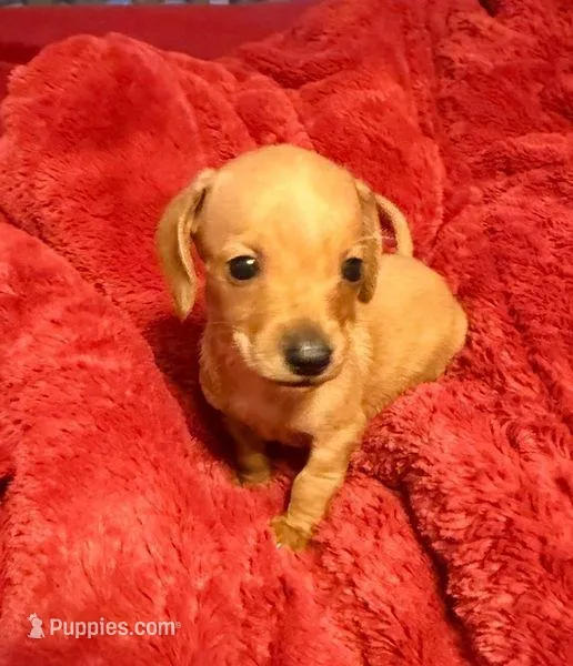 Red Miniature  Dachshund, a male Miniature Dachshund for sale in Howell, NJ – Photo 1 of 3