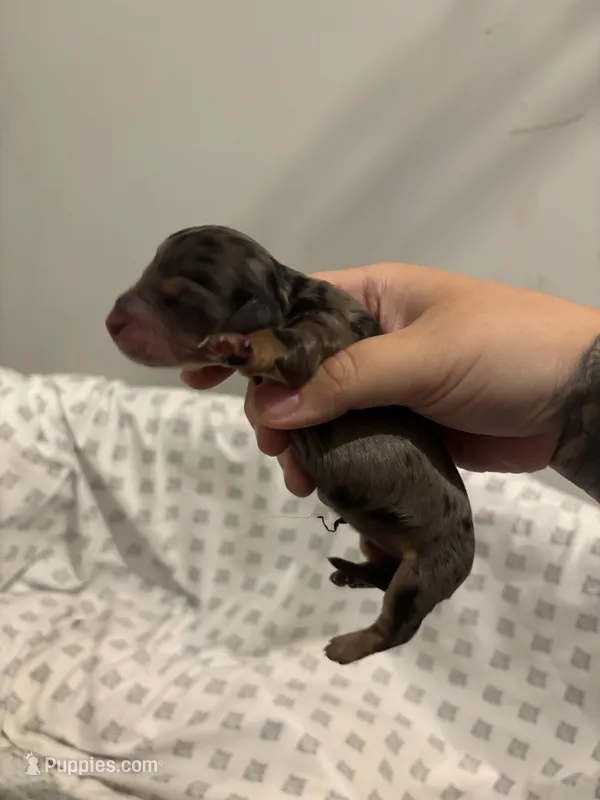 Waffles – Miniature Dachshund puppy for sale in Palm Bay, FL