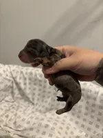 Waffles, a male Miniature Dachshund for sale in Palm Bay, FL – 1 of 2