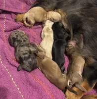 Waffles, a male Miniature Dachshund for sale in Palm Bay, FL – 2 of 2