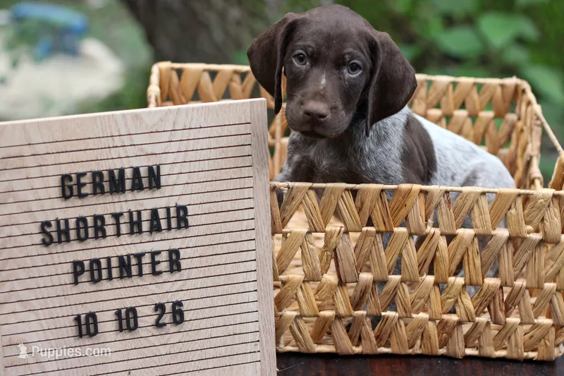 Dark Blue Collar – German Shorthaired Pointer puppy for sale in Lakeland, FL