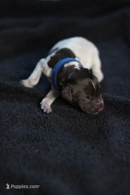 Dark Blue Collar – German Shorthaired Pointer puppy for sale in Lakeland, FL
