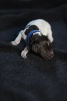 Dark Blue Collar, a male German Shorthaired Pointer for sale in Lakeland, FL – 1 of 1