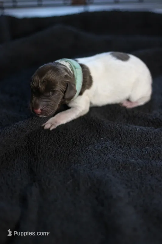 Teal Collar – German Shorthaired Pointer puppy for sale in Lakeland, FL