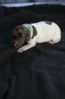 Teal Collar, a male German Shorthaired Pointer for sale in Lakeland, FL – 1 of 1
