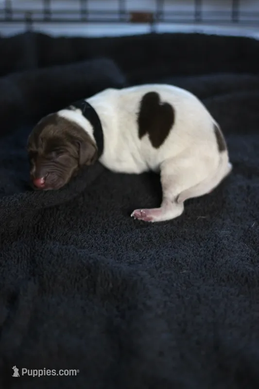 Black Collar – German Shorthaired Pointer puppy for sale in Lakeland, FL