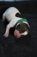 Green Collar, a male German Shorthaired Pointer for sale in Lakeland, FL – 1 of 1