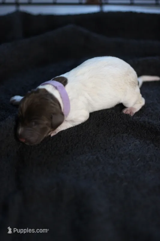 Lilac Collar – German Shorthaired Pointer puppy for sale in Lakeland, FL