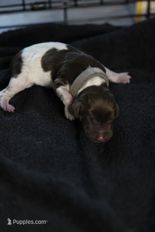 Grey Collar – German Shorthaired Pointer puppy for sale in Lakeland, FL