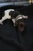 Grey Collar, a male German Shorthaired Pointer for sale in Lakeland, FL – 1 of 1