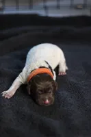 Orange Collar, a male German Shorthaired Pointer for sale in Lakeland, FL – 1 of 1