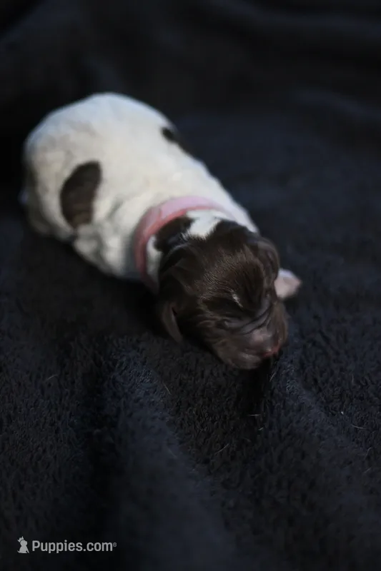 Pink Collar – German Shorthaired Pointer puppy for sale in Lakeland, FL