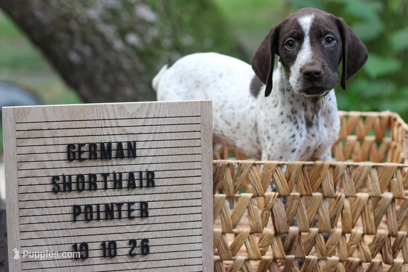Green Collar – German Shorthaired Pointer puppy for sale in Lakeland, FL