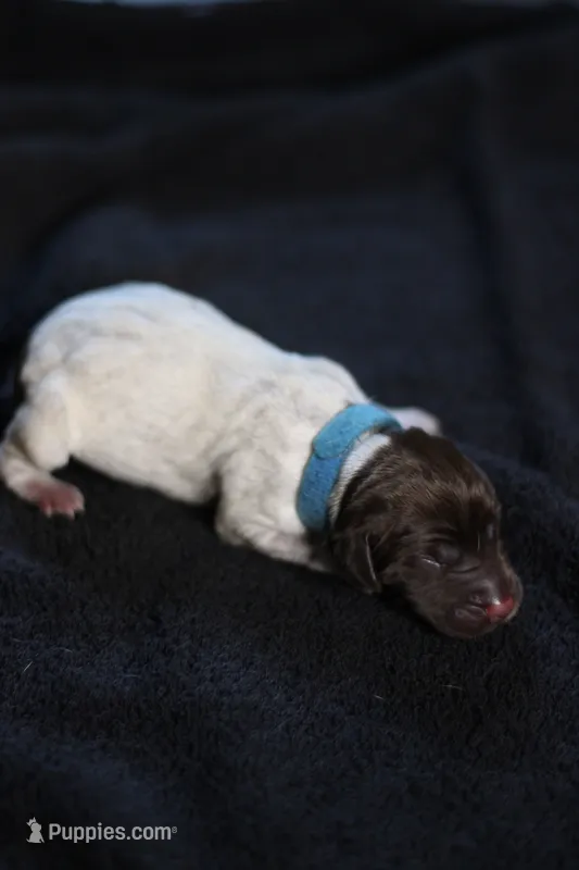 Light Blue Collar – German Shorthaired Pointer puppy for sale in Lakeland, FL