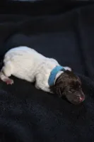 Light Blue Collar, a male German Shorthaired Pointer for sale in Lakeland, FL – 1 of 1